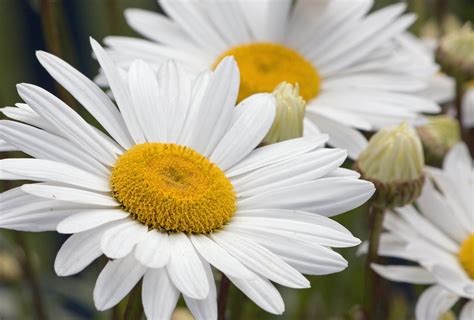 dasiy blooms|Daisy Blooms